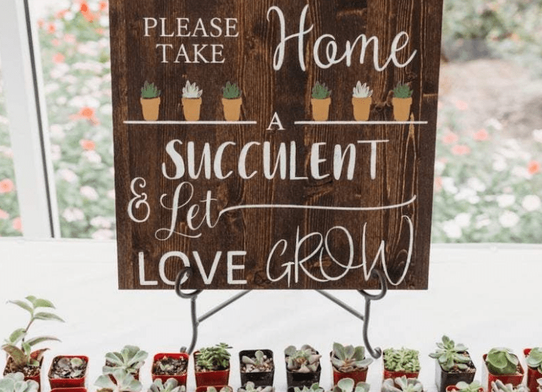 Succulent wedding favours 