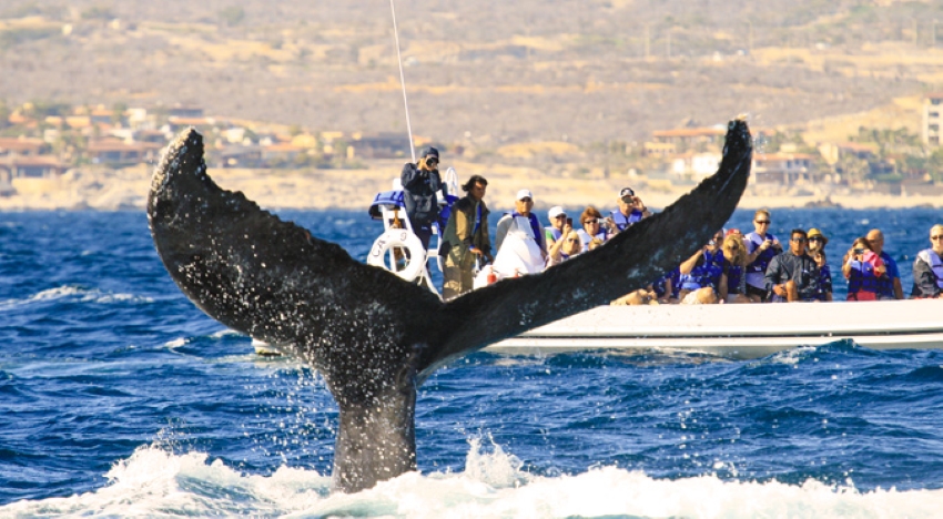 whale watching in cabo mexico