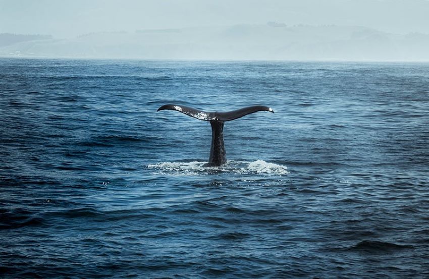 Whale-Watching-Nobu-Los-Cabos