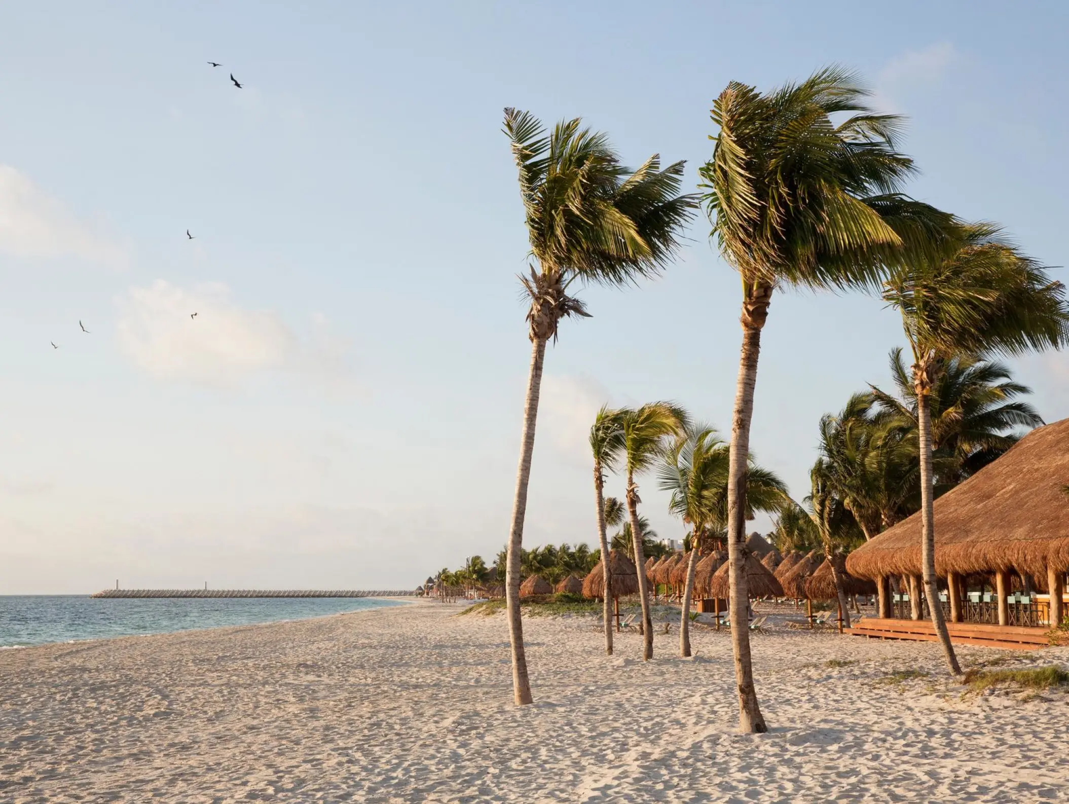 Finest Playa Mujeres beachfront with palm trees and palapas, Cancun
