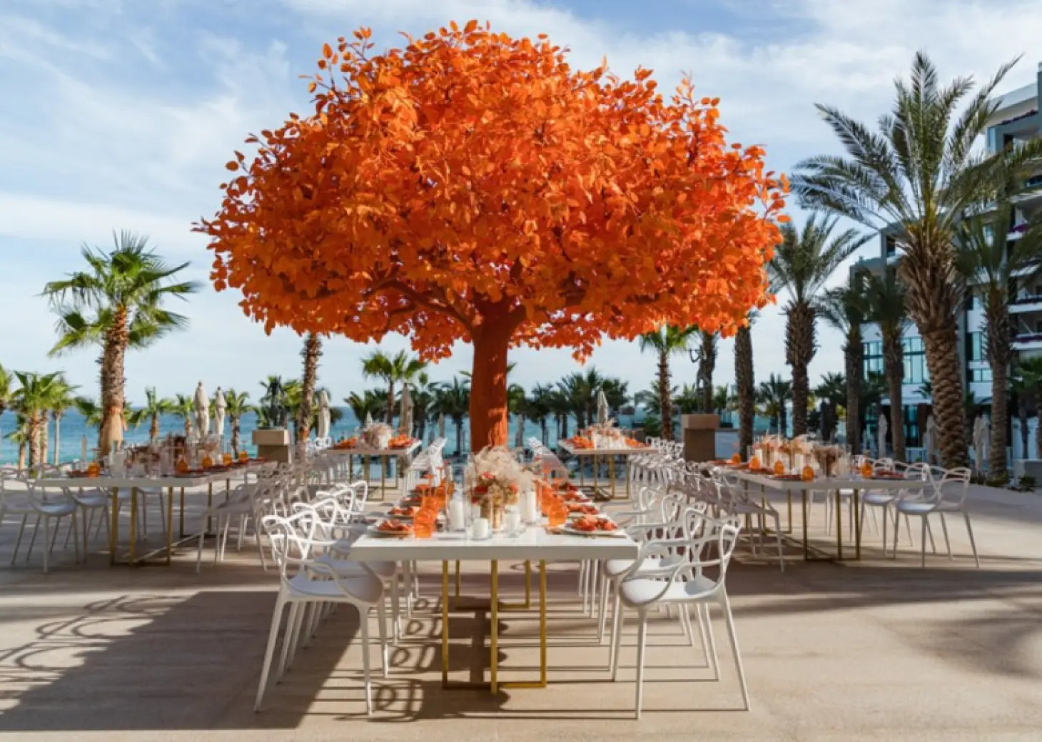 Orange tree at Garza Blanca Resort & Spa Los Cabos