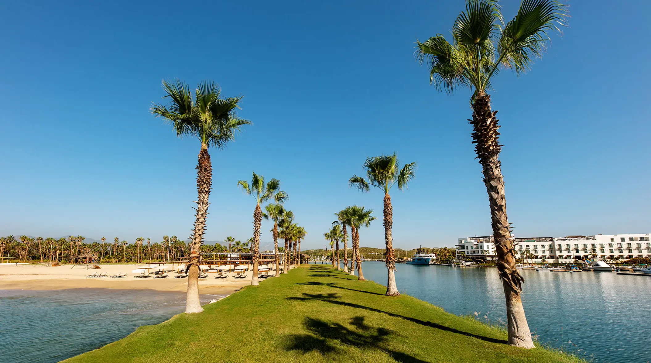 Palm tree lined grass path by the marina at Hotel El Ganzo, Cabo San Lucas