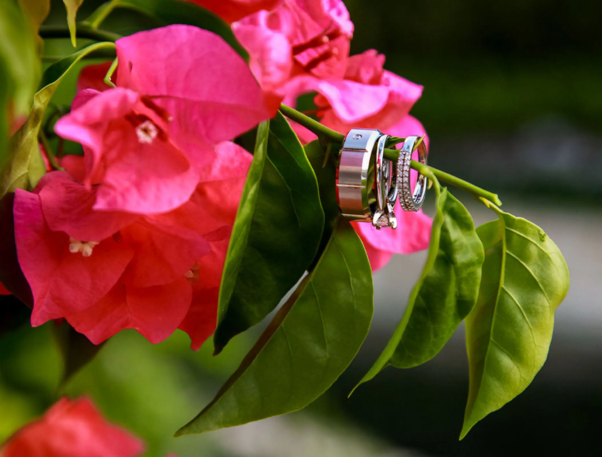 Close-up of three wedding bands hanging from a green leaf on a pink flower at Hyatt Ziva Los Cabos, Cabo San Lucas