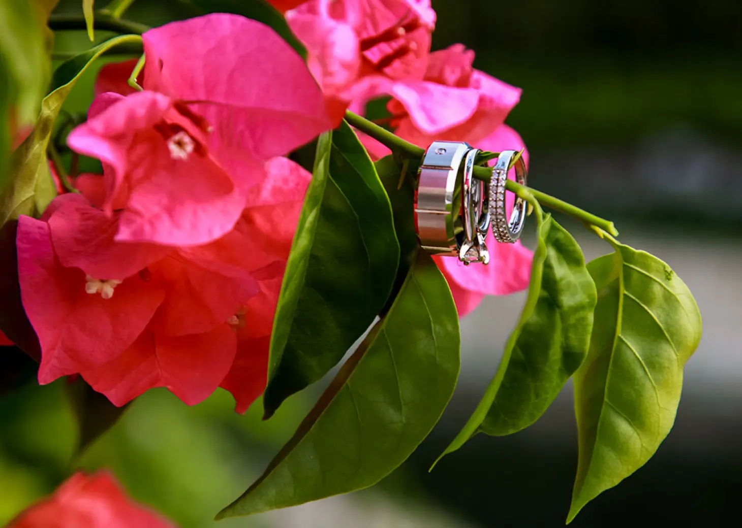 Wedding bands in a flower