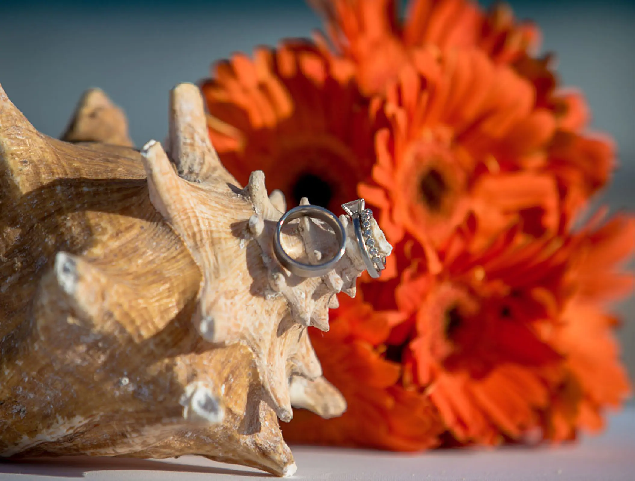Wedding rings on a conch shell next to orange flowers at Hilton Tulum