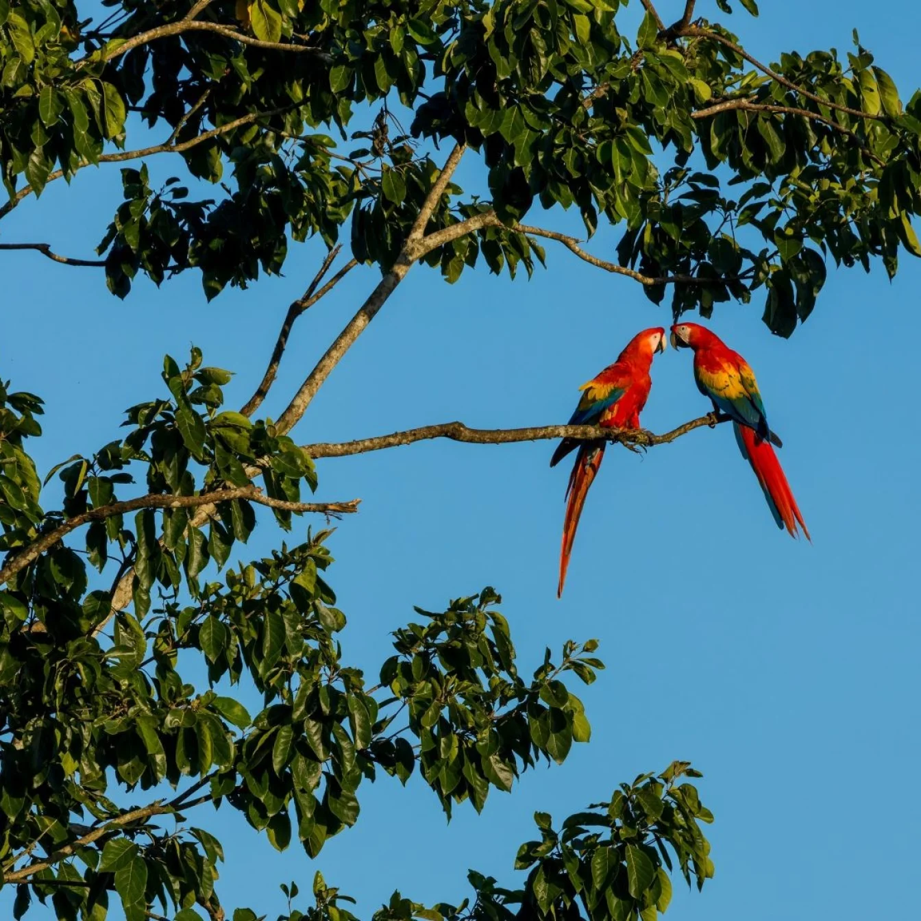 costa-rica-wildlife