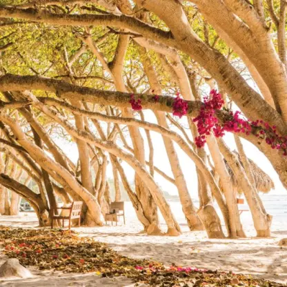 Las Manzanillas beach wedding venue under shaded trees at Four Seasons Punta Mita