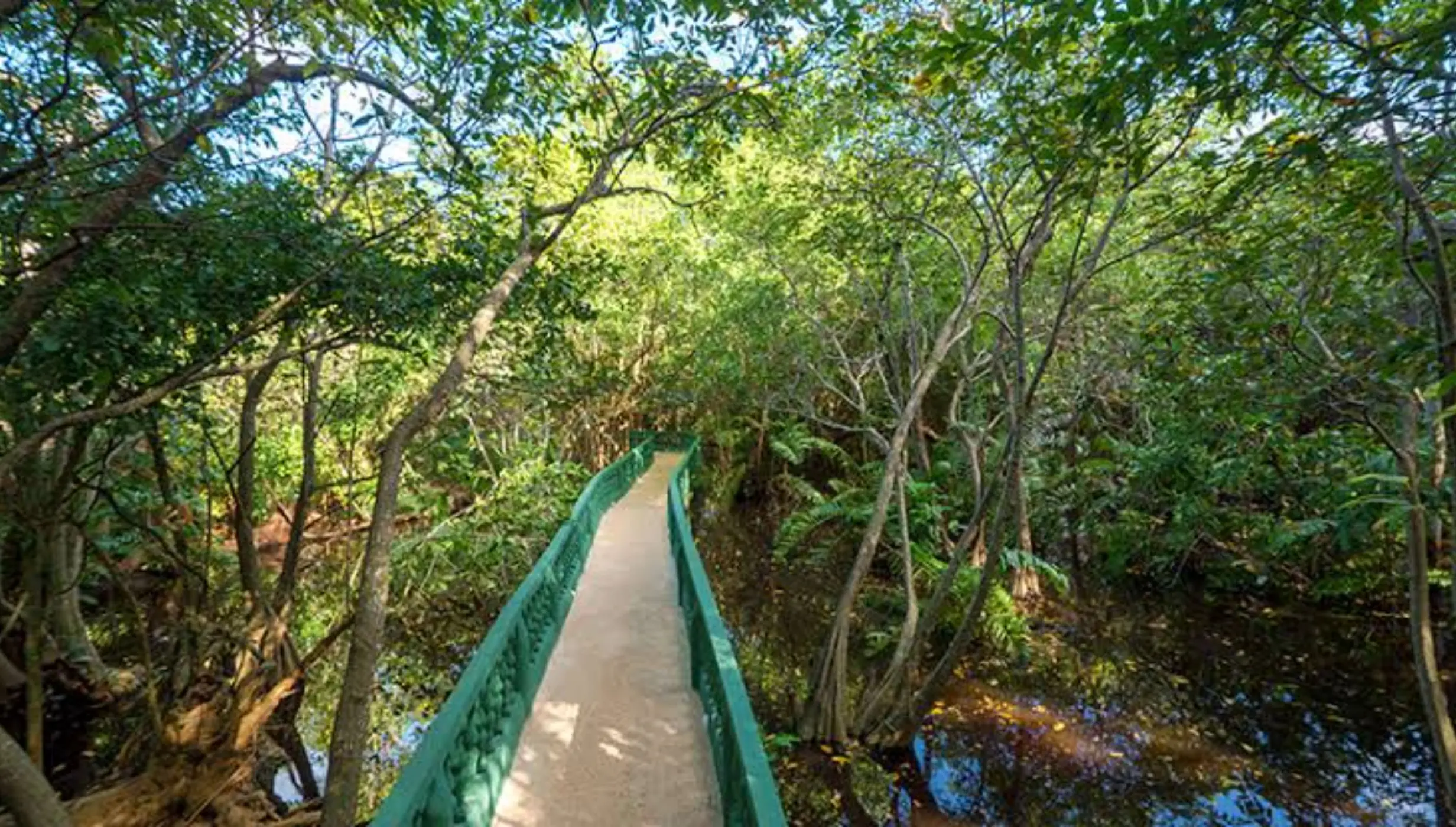 Green boardwalk path through a mangrove forest at Grand Bavaro Princess, Punta Cana