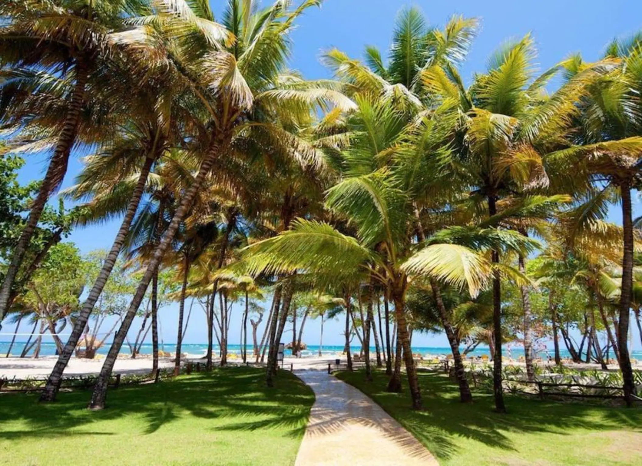 Palm tree lined pathway to the beach at Iberostar Waves Costa Dorada, Puerto Plata