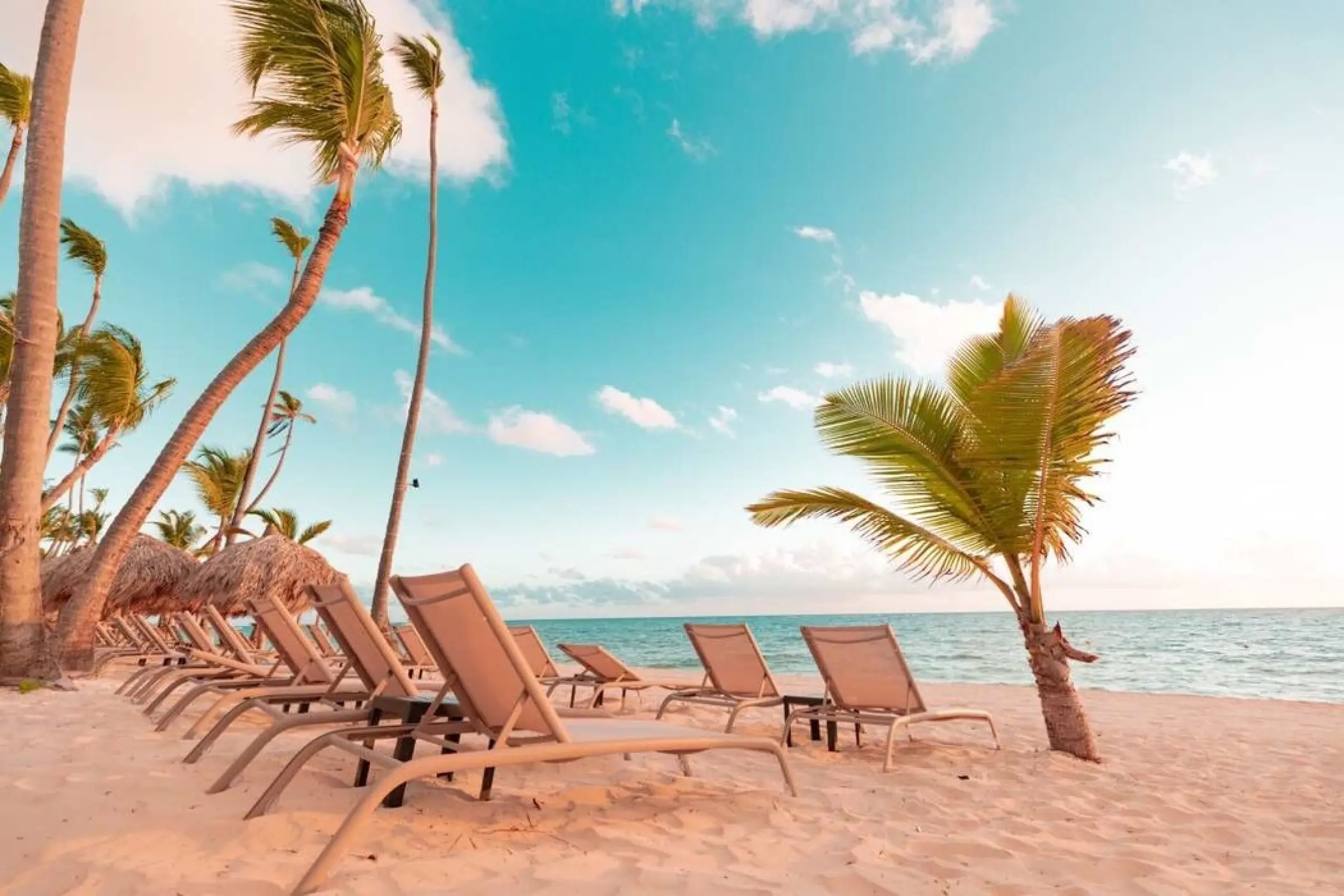 Sun loungers and palm trees on the beach at TRS Turquesa, Punta Cana