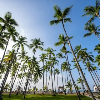Palmtrees at Viva Wyndham Samana