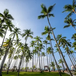 Palmtrees at Viva Wyndham Samana