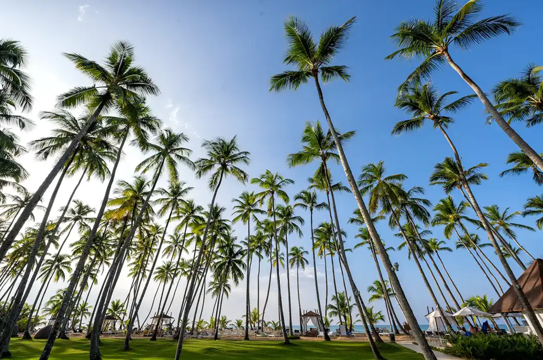 Palmtrees at Viva Wyndham Samana