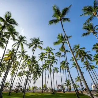 Tall palm trees against a blue sky at Viva V Samana, Samana