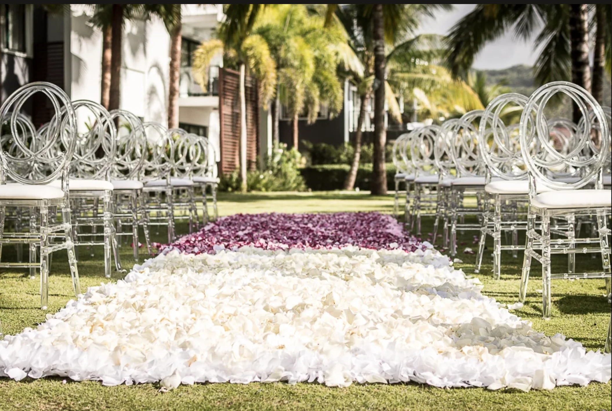 Petals on the garden at Sublime samana Las Terrenas