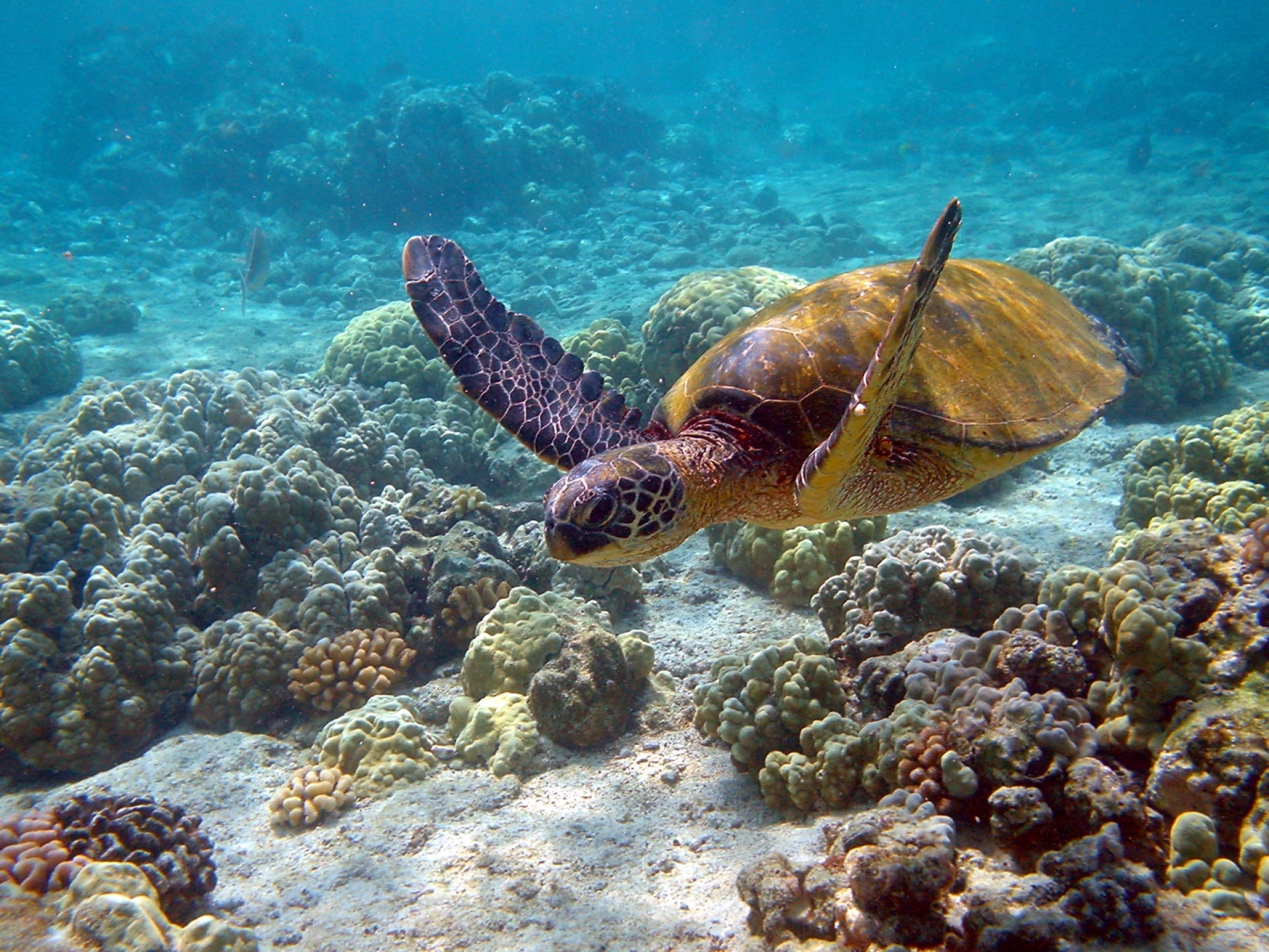 Akumal Bay beach and wellness