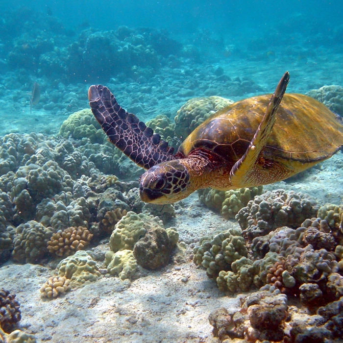 Akumal Bay beach and wellness