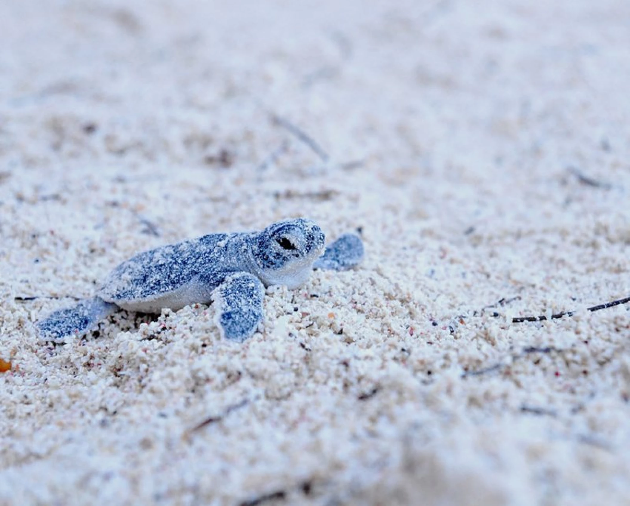 Akumal Bay beach and wellness