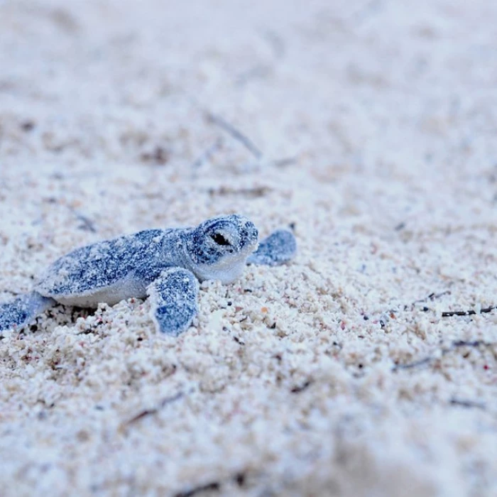 Akumal Bay beach and wellness