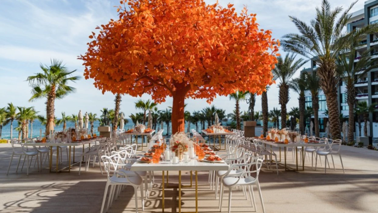 Orange tree at Garza Blanca Resort & Spa Los Cabos