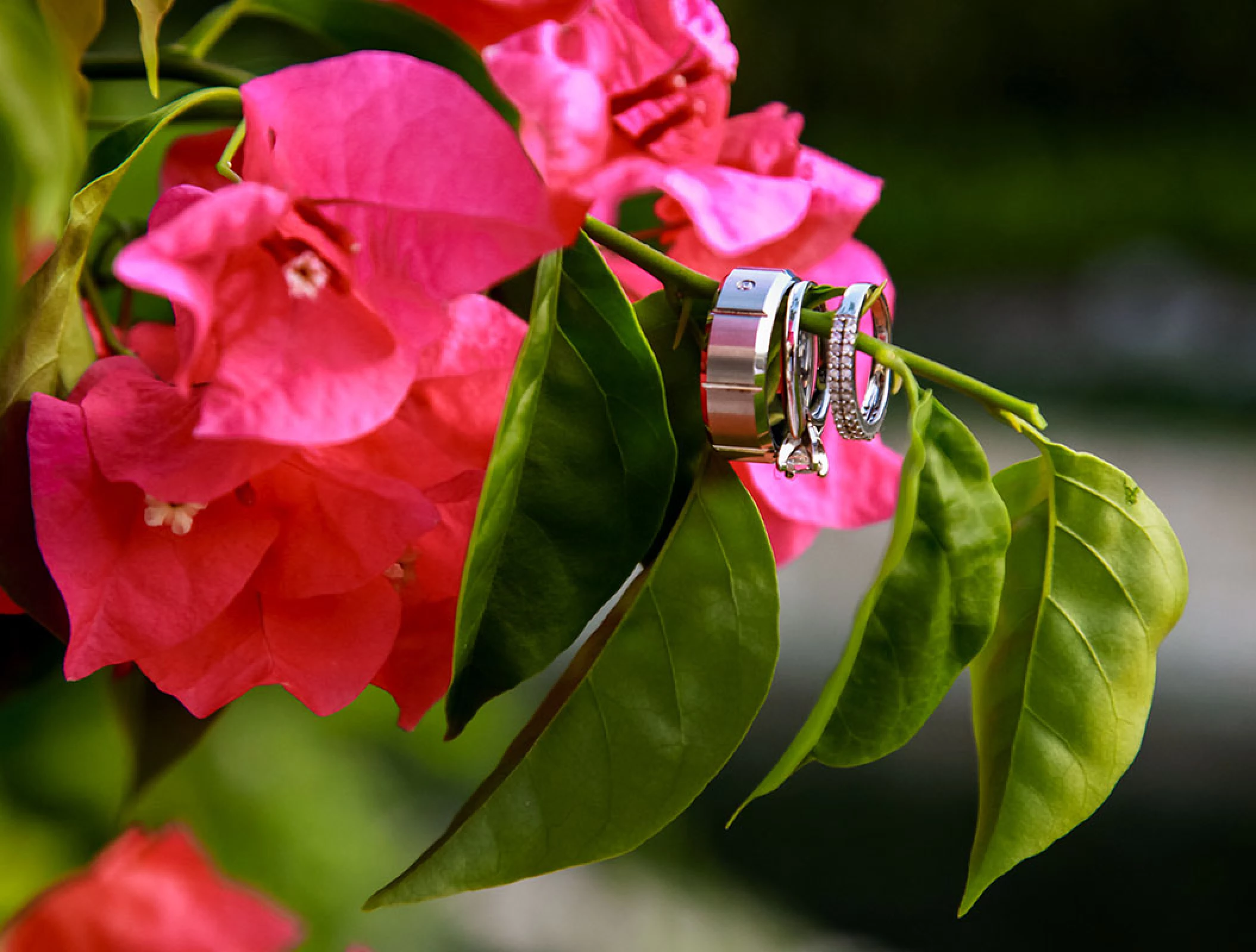 Wedding bands in a flower