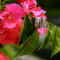 Wedding bands on a flower.