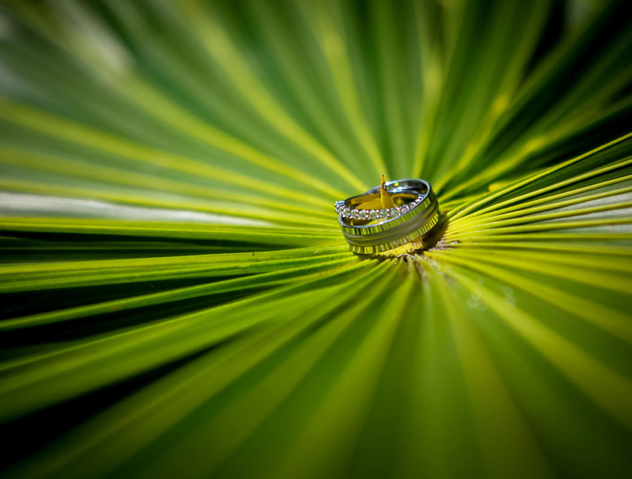 Wedding Bands on a tropical leave at Hilton Tulum