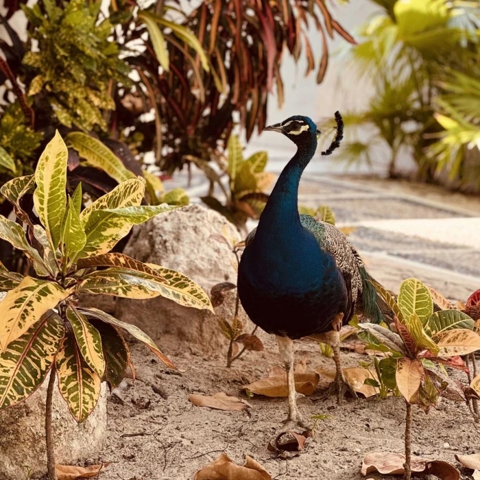 peacock at Paraiso de la Bonita Riviera Maya