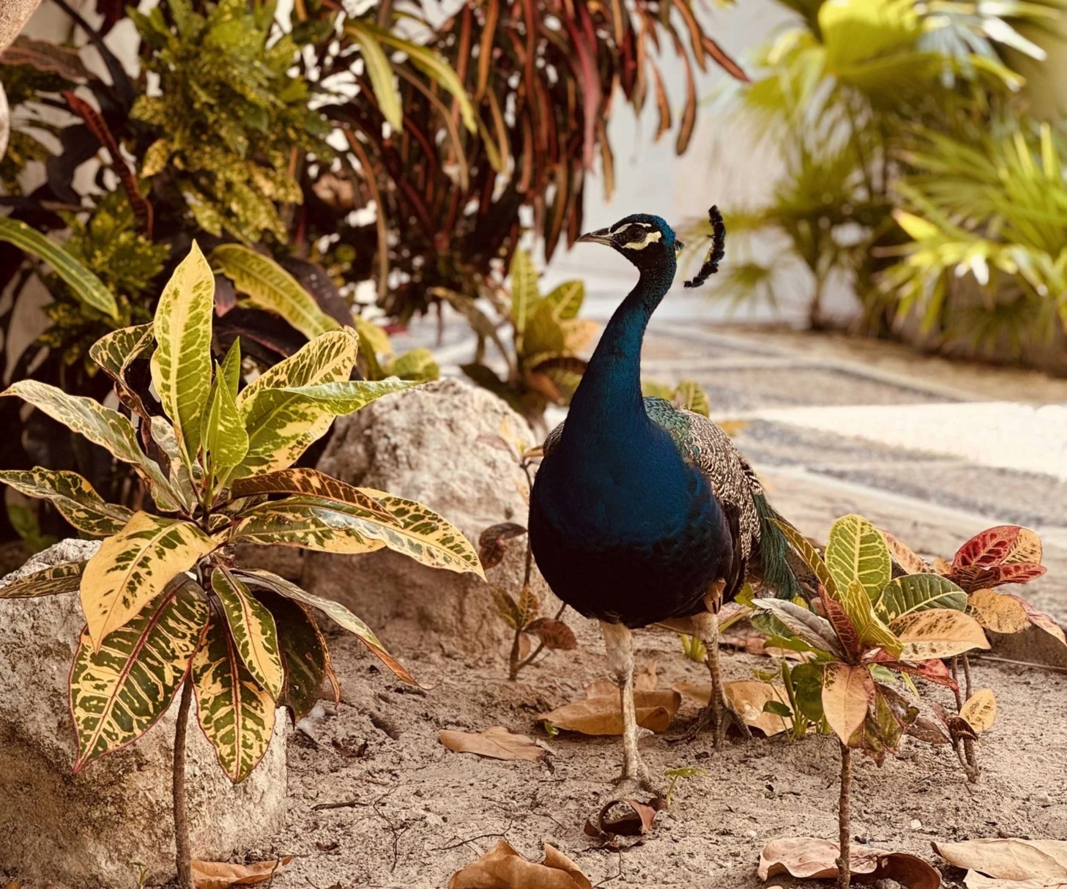 peacock at Paraiso de la Bonita Riviera Maya