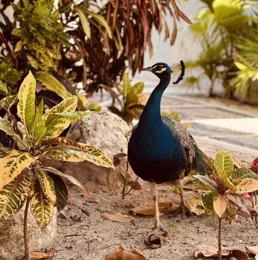 peacock at Paraiso de la Bonita Riviera Maya