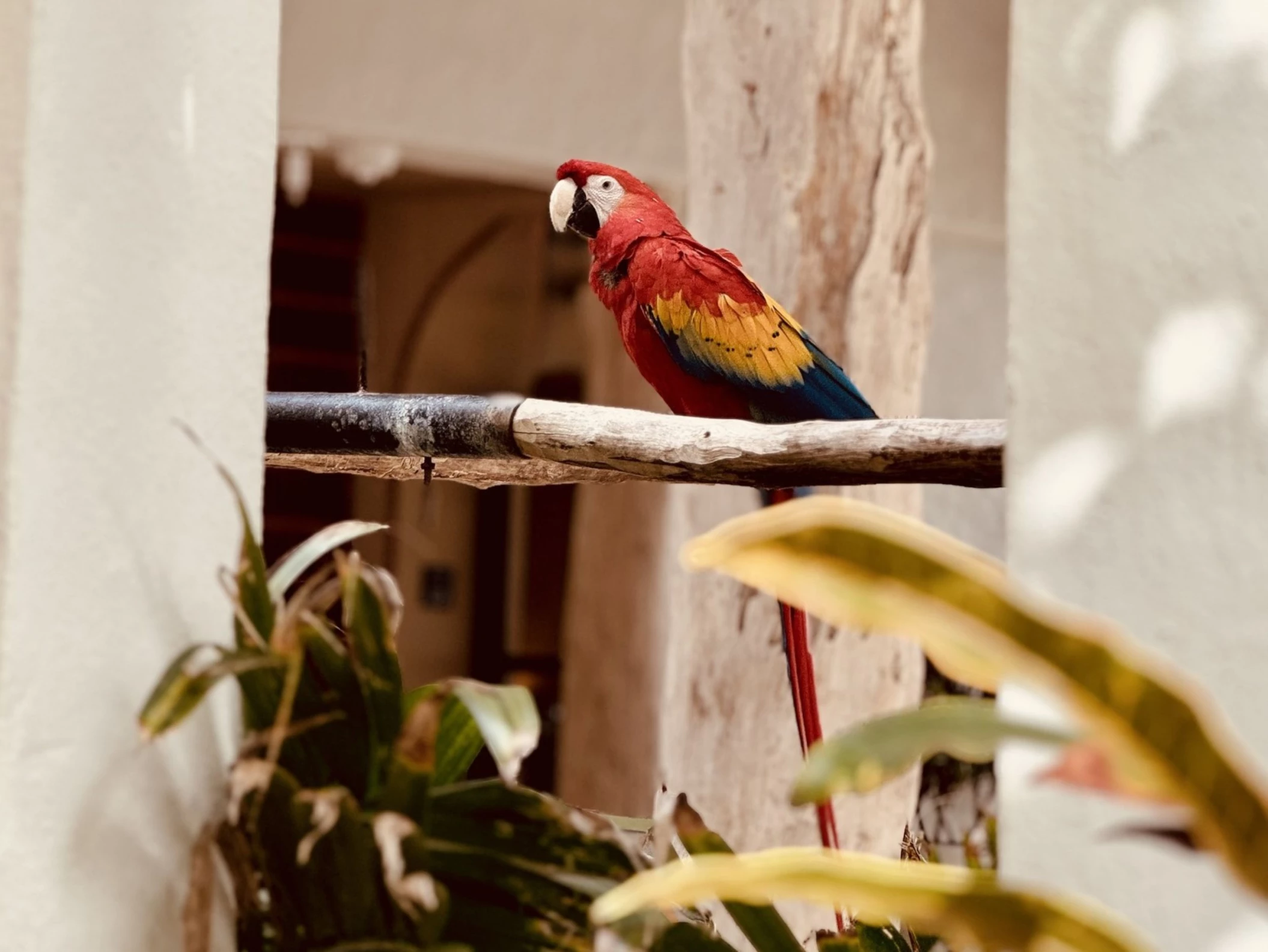 sofia the macaw at Paraiso de la Bonita Riviera Maya