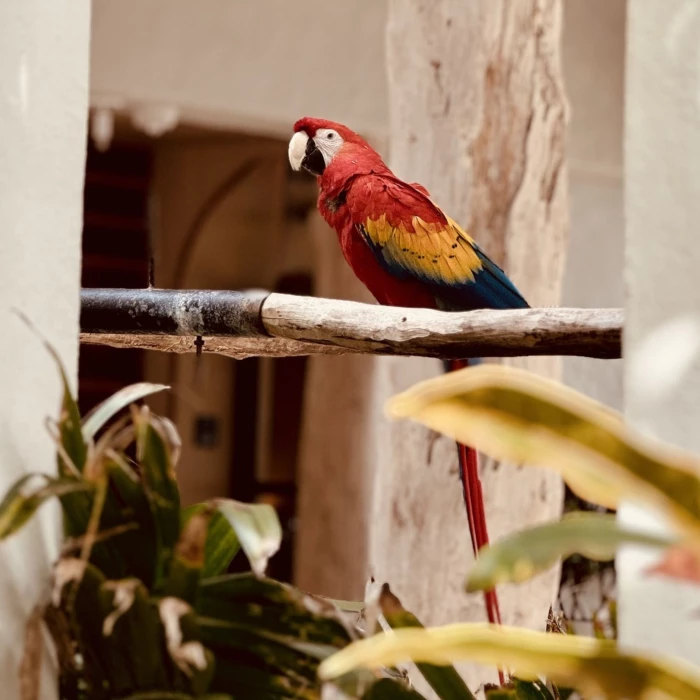 sofia the macaw at Paraiso de la Bonita Riviera Maya