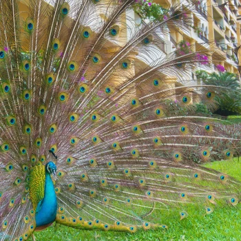 Velas Vallarta peacocks